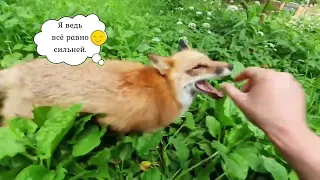 Ли Сяо / Alice the Fox Лиса Алиса (Чем занимается лиса!?)