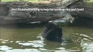 Indiana the North American black bear having a wash