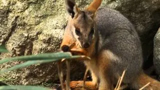 Rock Wallaby Family at the Prospect Park Zoo