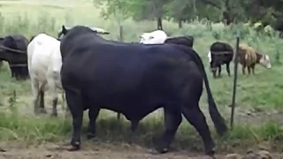 Brangus Bull