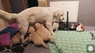 How a mother dog teaches her 8 weeks old puppies to be calm.