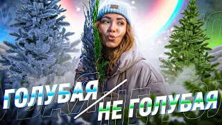 ГОЛУБАЯ ЕЛЬ станет ЗЕЛЕНОЙ🌲 если вы не знаете этого🤦‍♀️