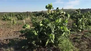 Саженцы фундука сорт Трапезунд. Питомник Трапезунд-Крым.