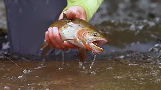 Utah's Native Cutthroat Trout