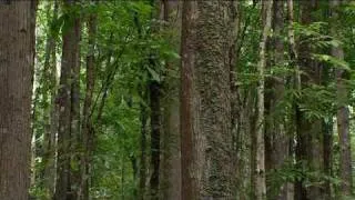 Forest regeneration in the Philippines
