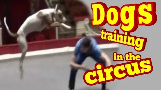 Репетиция в цирке с собаками.Подготовка молодой собаки/Dog training in the circus .