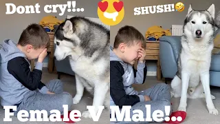 Funny Huskies Reaction To My Kids Crying Prank! [WITH CAPTIONS] [MALE V FEMALE V PUPPY]