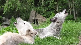 Sometimes Wolves Sing Just to Make Music, as We Do