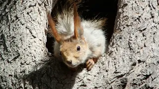 Белка грустит у своего дупла / The squirrel is sad at his hollow