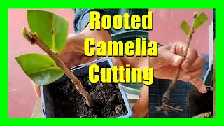 How To Grow Camellias From Cuttings: / Camellia Propagation From Cuttings