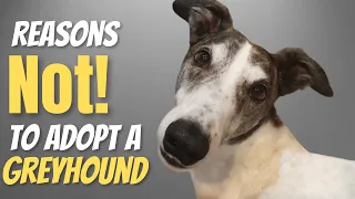 Reason Not to Adopt a Greyhound