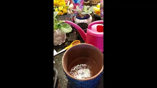 DIY self watering pot with any pot and the Easiest way to repot an African Violet 💜