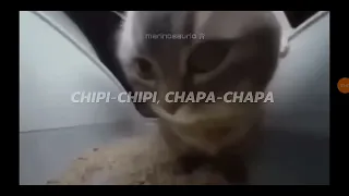 chip chip chapa chapa