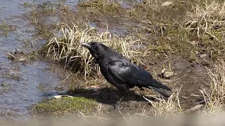 American Crow