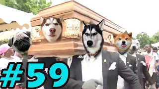 Dancing Funeral Coffin Meme - 🐶 Dogs and 😻 Cats Version #59