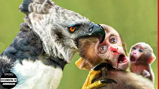 Águila Atrapando Mono: El Momento De Ataque Más Brutal De Águila Y Rapaz | Documental De Animales