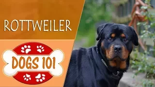 Dogs 101 - ROTTWEILER - Top Dog Facts About the ROTTWEILER
