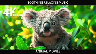 4K Animal Relaxation Movie |🌿Relaxing Movie with adorable animals - soothing relaxing music