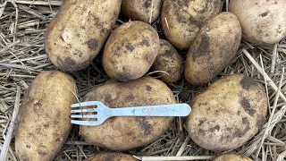 Картофель 2023 , 🥔🥔🥔рос в грядке урожай отличный , 15 сентября 23 год .