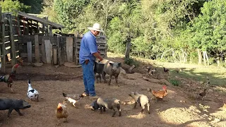 Os animais na roça do Geraldo Bachião - Parte 2