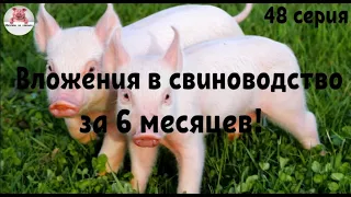 Миллион на свиньях.Затраты и прибыль за 6 месяцев свиноводства !