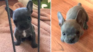 Tiny Frenchie Won't Stop Complaint | Dog Rescue Stories