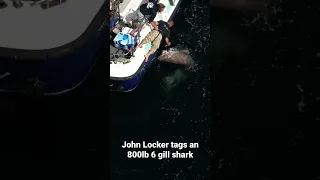 John “Fishlocker” tags an 800lb 6 gill shark. The first tagged in the eastern Atlantic.