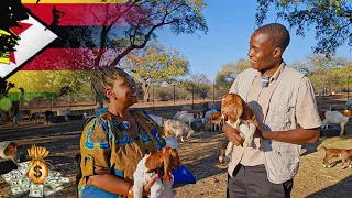 She Doesn't Regret Leaving UK. Now She is a Successful Prominent Goat Breeder in Zimbabwe