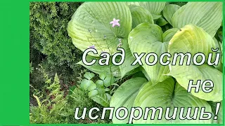 Хостами сад не испортишь - почему? Сорта хосты  в моем саду.