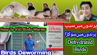 How To Deworming Birds And Parrots | Birds Seep Treatment | Sokrhey Ka Elaj | Zebra Finch Aviary's