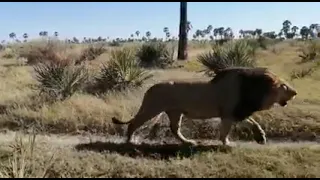 Okavango Delta huge male lion