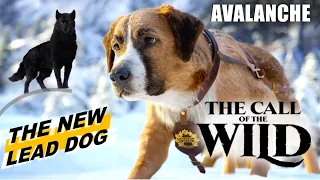 The Avalanche Scene | The Call of the Wild - Buck followed INSTINCTS