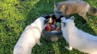 Part 2: Foxes and Coyote get new toys