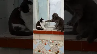 драка котов. cats fight
