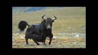 A WILD YAK - a huge and aggressive mountain-climbing bull with goat hair and big horns!