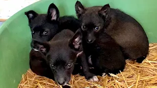Farmers called us to rescue three abandoned puppies