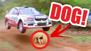 THE LUCKIEST DOG ALIVE:  Rally car JUMPS over DOG