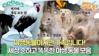 🐔🐿 🐗 It's a wild animal, but family!Smart Wildlife Collection ❤️🧡🤎 #WhatonEarth! #SBSstory
