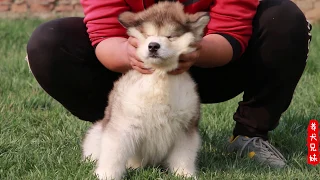 为了防止狗狗护食，养犬小伙居然这样对它，是不是太残忍了