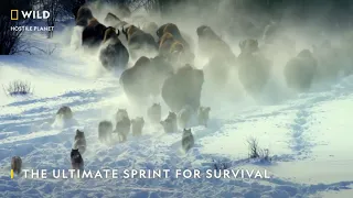 A Sprint For Survival | Hostile Planet | National Geographic