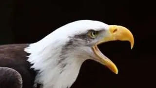 Call of a Bald Eagle