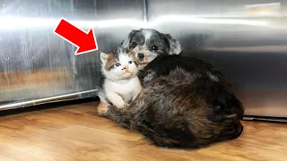 Stray Dog Refuses to Leave Homeless Kitten Alone –This Will Warm Your Heart!