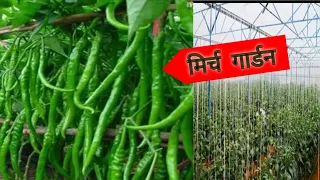 wow! amazing agriculture technology sweet $ chili peppers by farmer agro hub