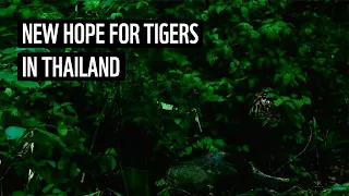 Camera trap records new tigress in Thailand | WWF-Thailand