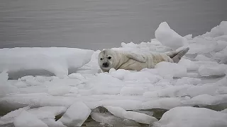 Тюлень в районе дамбы  -Финский залив