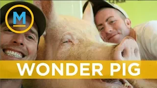 Toronto couple thought they adopted a mini pig but were so very wrong | Your Morning