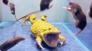 Asian Bullfrog With Many Big Mouse! Asian Bullfrog Live Feeding