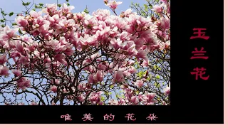 Me narrating 玉兰花 唯美的花朵, Most beautiful Magnolia Denudata