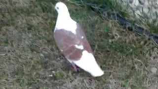 Albino Pigeon says hello