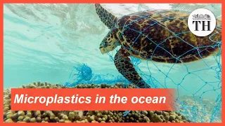 All about microplastics